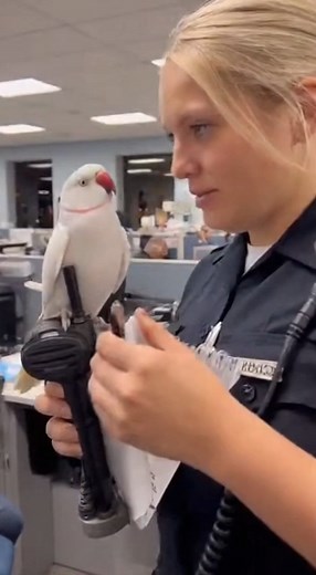 241K views · 9.5K reactions |  #talkingbird #talkingparrot #funnybirds #funnypetvideos | Talk with Taco | Facebook