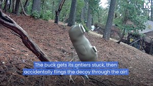 Rutting buck flings decoy through the air