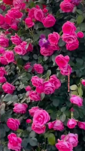 Blooming pink roses flower #rose #rosecaring #flowers #nature #roseflower #love #roseflower #garden