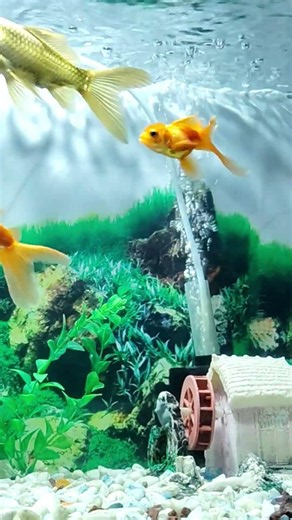 aditya yadav 7752 goldfish aquarium setup #trending #aquaticpets