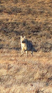 3.4K views · 201 reactions | EPIC COYOTE HUNTING || ICOtec Outlaw Predator Caller, Wilson Combat 300 HAM'R WC-15, Lehigh Defense, LLC 95 Grain Controlled Chaos Bullet, #TTSignatureSounds! #reelsinstagram #coyote #coyotehunting #epic #hunting #reelsvideo #wildlifephotography #photography ##videography #viralvideo #predator #predatorhunting | Josh Shepherd | Facebook