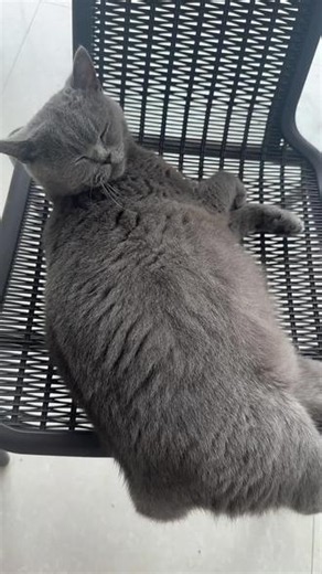 能看到胎动了，又快了 #你家养猫了吗