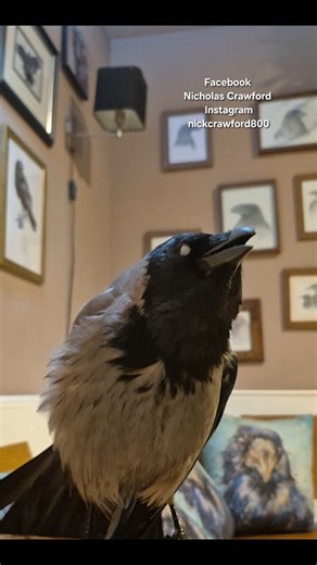 Gilberts nightly routine. | Nicholas Crawford