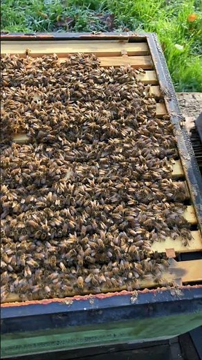 Treating bees with API bioxal