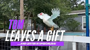 Alot going on here in this one- I even gave you cliff notes for your water cooler talk! | Ima Survivor Donkey and Farm Animal Sanctuary