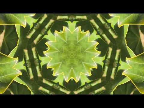 Pause the Scroll: 30 Seconds of Instant Calm 🌳