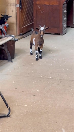 5.2K views · 58 reactions | Wait who dis?? What kind of dog breed is that?? PS…y’all can help name them. I’m looking for “go together names” like PB & J or Double & Trouble. Whatcha got? #australianshepherd #farmlife #puppies #goats #socute | Rocky Creek Farm Toy & Mini Aussies | Facebook