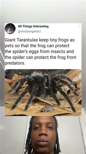 Giant Tarantulas keep tiny frogs as pets