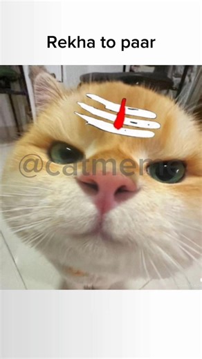 april fool❌ april murkh✅ #cat #catmemes #asthetic #memes #catmeme#sadquotes #tweetreels#viralvideos