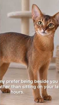 Abyssinian Cat 🐱