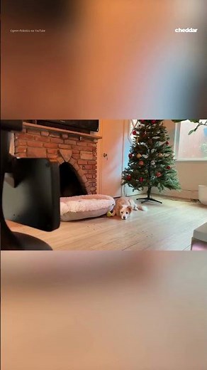 Meet Oro: The robot nanny that cares for your pets while you’re away