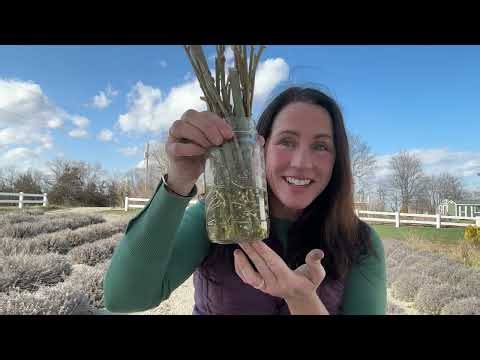 How to Root Willow Cuttings| PepperHarrowFarm.com