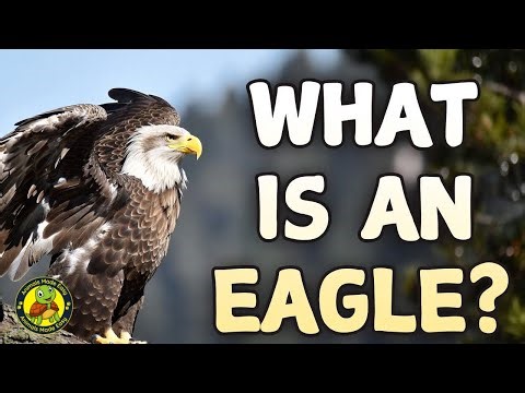 What Is an Eagle? | Learn About Eagles for Kids | Birds Made Easy