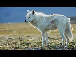 The Mysterious White Wolves