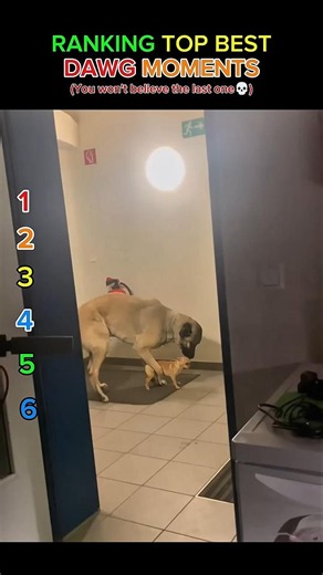 Funniest Dog Moments That Broke The Internet 🐶