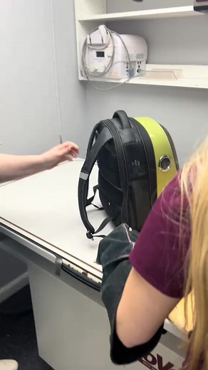 21 reactions | Working with a sweet cat that turned fractious. The key is to stay calm and have fun! #drtom #veterinarian #veterinariansoftiktok #fyp #vetmed #cats #catsoftiktok #neponsetanimalhospital | Dr. Hamilton | Facebook