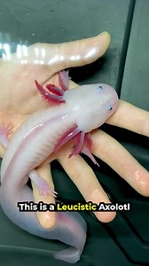 625K views · 10K reactions | Know Your Axolotl Morphs 年 | Aquarium Info | Facebook
