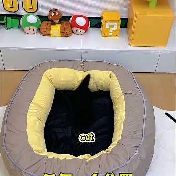 Do you want a cat that brings good luck?#pet #shuorts #cat