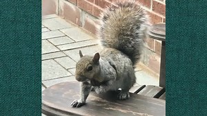 Who can resist a cute squirrel? They are fun, clever and interesting... and you can easily lose a hour distracted by their antics. JOIN in the DECLUTTER CHALLENGE 2021 and us the tips and comradery to keep you on track. See LINK in PROFILE . . . #jgidqdeclutter2021 #togetherweclean #takeitout #squirrels #distraction #stayontrack #makingspace #doingittogether #quilter #quilting #sewingspace | Just Get It Done Quilts