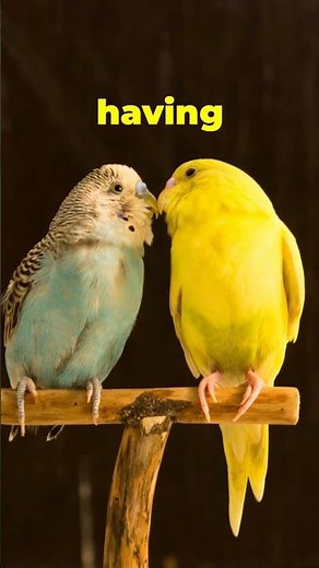 Meet the Bourke’s Parrot (Neopsephotus bourkii) #bourkesparrot #birdfacts #wildlifeshorts #petbirds