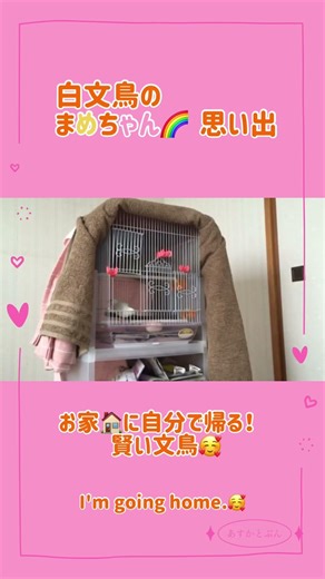 お家🏠に自分で帰る賢い文鳥◯白文鳥のまめちゃん🌈 Java sparrow