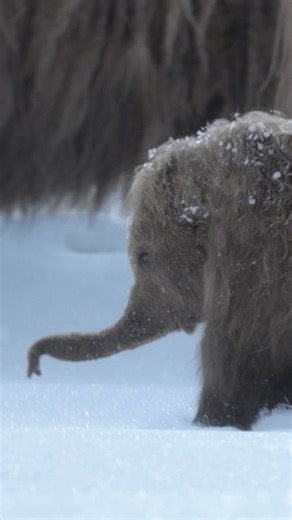 Making the Ice Age feel cold means making the snow feel real. ❄️ For Prehistoric Planet, we built our most detailed snow simulations to date. From the physics of deep powder to the sparkle of individual ice crystals, our FX team re-engineered our pipeline to handle the complex interplay between heavy megafauna and their frozen environment. Using our proprietary FAT (Framestore Anatomy Tool) and custom Houdini solvers, we created a bidirectional "data loop"—where fur impacts snow, and snow clumps