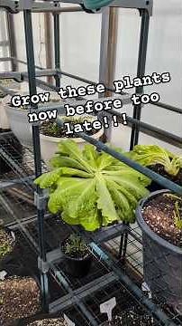What to grow in April for spring garden #newyork #longisland #garden