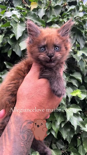 Maine Coon Kittens: Discover the Black Solid Color