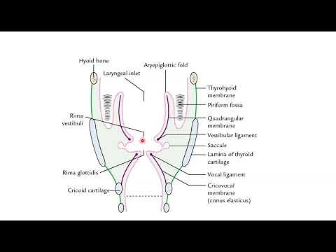 TRUE VOCAL CORDS VS FALSE VOCAL CORDS / VOCAL FOLDS / VESTIBULAR FOLDS
