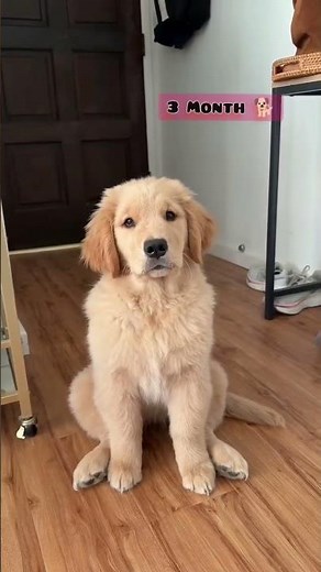 45 Days to One Year Golden Retriever transformation #feed #transformation #pets #goldenretreivers