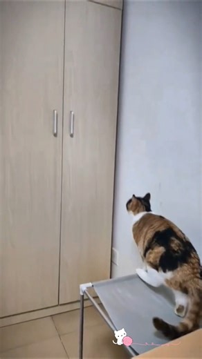 NASA still hasn’t confirmed this species 🐱🚀 #cat #cats #catlife #usa #pets #funnycats #funny #viral