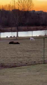 Barney makes his getaway while Benny is still fast asleep 👍 For those that don’t know , Benny the Bison had forced Barney the white buck into a very weird friendship a few months ago 😳😂 | Rustic Retreat Deer Park