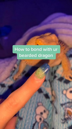 Hope this helps ✨💖💕 | bearded dragon third eye