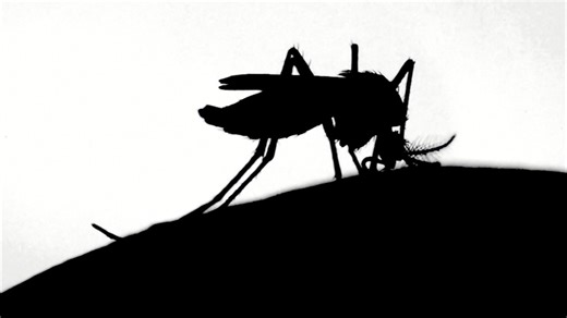 How winter impacts the insect population in the spring and summer