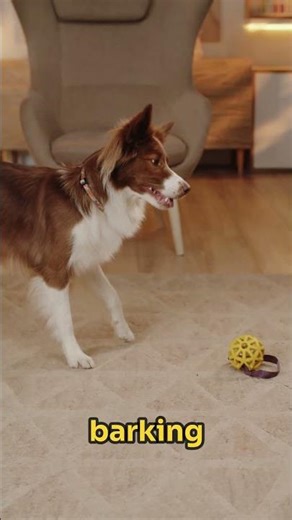 Hero Pit Bull Saves Family from House Fire 🔥🐶