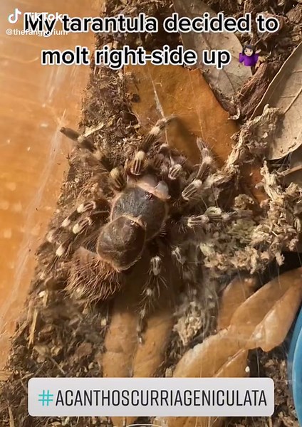 Tarantula Molting: Understanding the Process and What to Expect