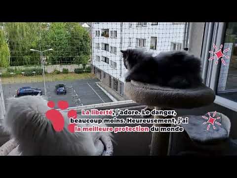 Mon chat a trouvé son QG préféré (indice : la fenêtre)😎🐾