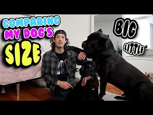 Comparing My Dog's Size BIG & little - Giant Cane Corso
