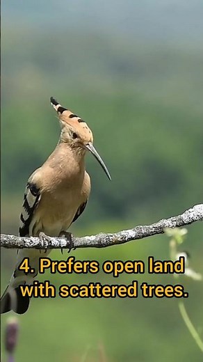 Amazing Facts About the Common Hoopoe🐦 WildLife & Beyond Common Hoopoe Hoopoe bird