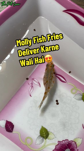 Pet Fish Delivery - Molly Fish Fries and More