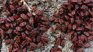 The firebug Pyrrhocoris apterus crowling over the tree bark. Common insect of the family Pyrrhocoridae. Aggregation behavior of the big moving group of firebugs. Close up. Selective focus