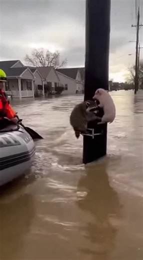 Heartwarming Animal Rescue Stories That Inspire