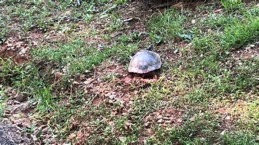 Ranger Cathy from Paris Mountain is back to tell you more about turtles! This time.....laying eggs! Watch as we captured this awesome event on video! 🐢 | South Carolina State Parks