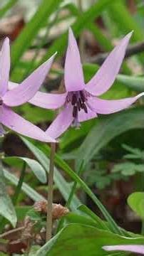 みかも山公園のカタクリ / 春、春景、カタクリ、花 / 【ショート動画で見る日本の四季の風景・景色・自然】