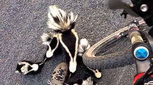 A Family of Curious Skunks Adorably Waddle Towards a Bicycling Human in a Quebec Park