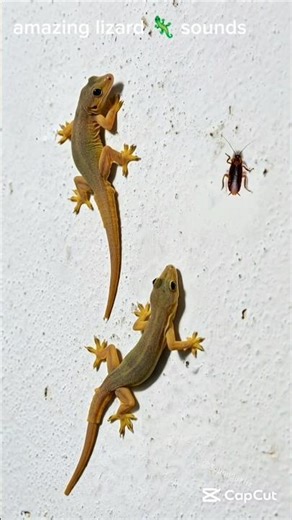 lizard 🦎 viral shorts amazing sounds FX 😱😱😱