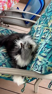 When Atchoum gets a little excited while playing, he makes a tiny hiss that I find absolutely adorable. You can hear it around eight to nine seconds into the video.***********************Quand Atchoum est un peu excité par le jeu, il fait un mini feulement que je trouve adorable. Tu peux l’entendre vers huit à neuf secondes dans la vidéo. | Atchoum the cat