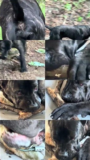 Why Does My Cane Corso Eat Wood Sticks? 🪵🐶 | Normal Dog Behavior Explained