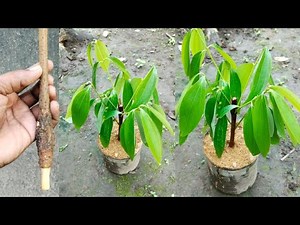 Tej Patta Ghar Mein Ugaye Easy Technique | How To Grow Bay Leaf plant
