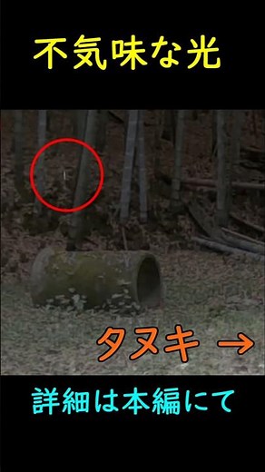 トレイルカメラに写った不気味な光！ UAP ? 本編はタヌキ、アナグマ、アライグマが登場します。